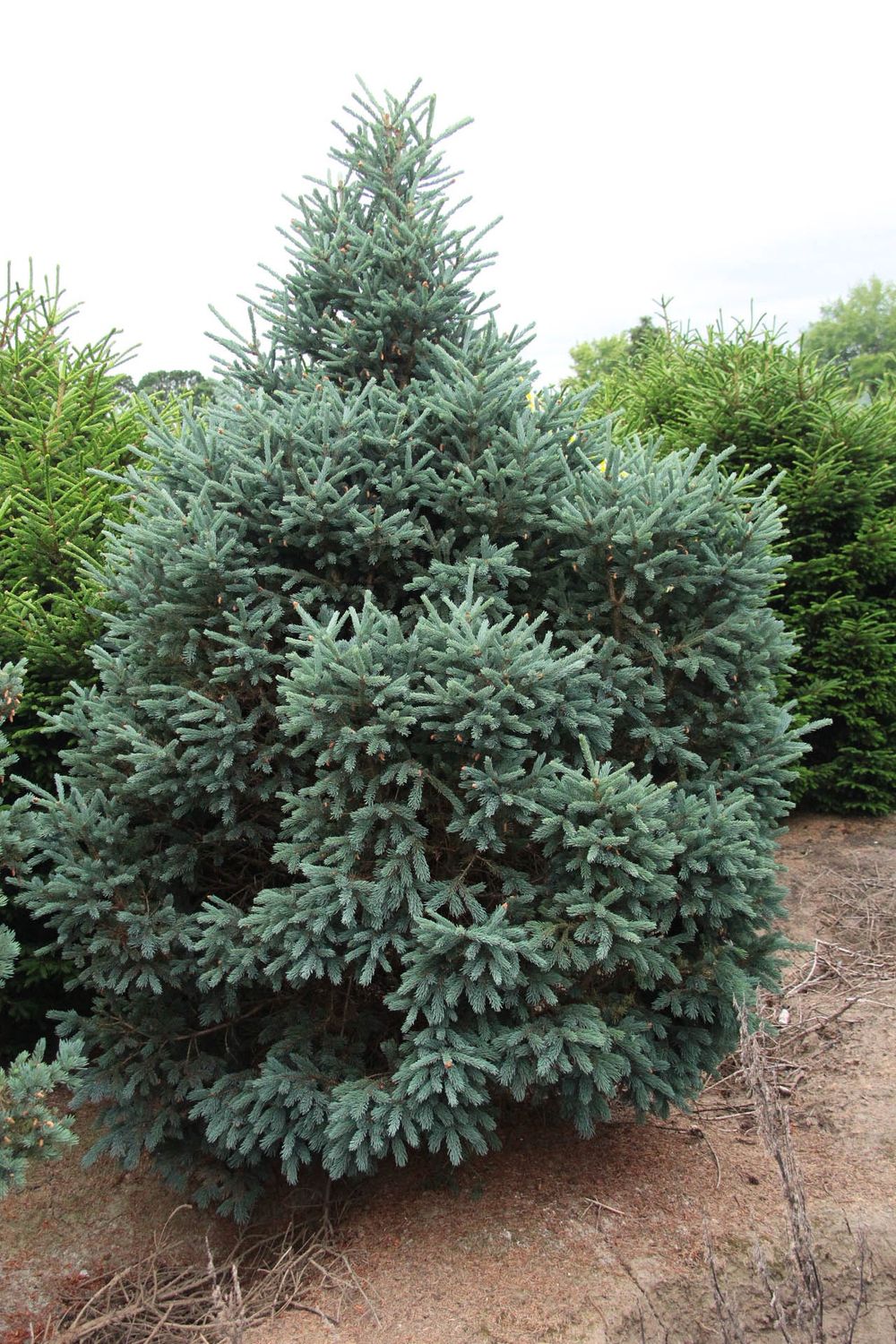 White Spruce