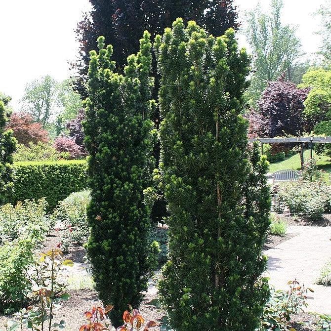 Yew "Maureen", Size: 7g