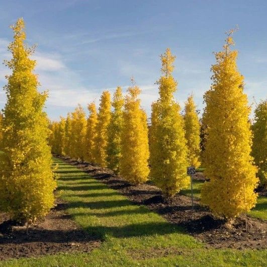 Ginkgo "Goldspire"