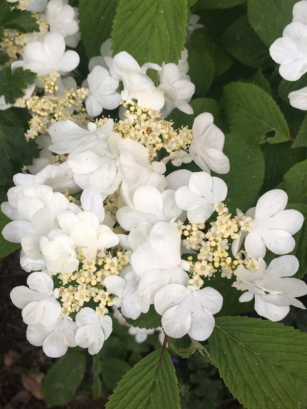 Viburnum "Doublefile" Patio Tree