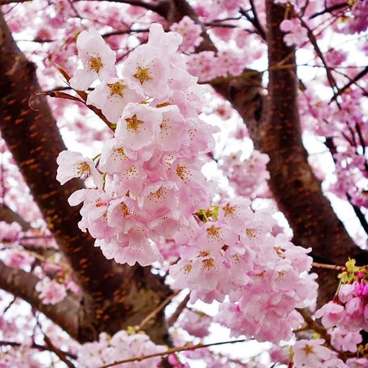 Cherry Yoshino "Akebono"