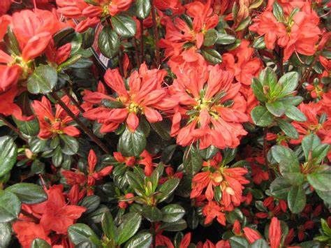 Azalea Evergreen "Stewartsonian", Size: 3g