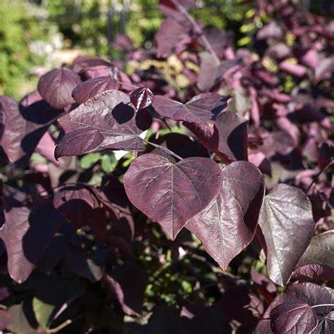 Eastern Redbud "Black Pearl"