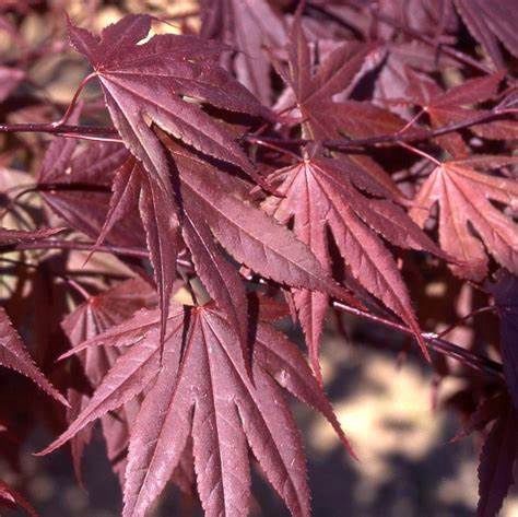 Japanese Maple "Crimson Prince", Size: 15g