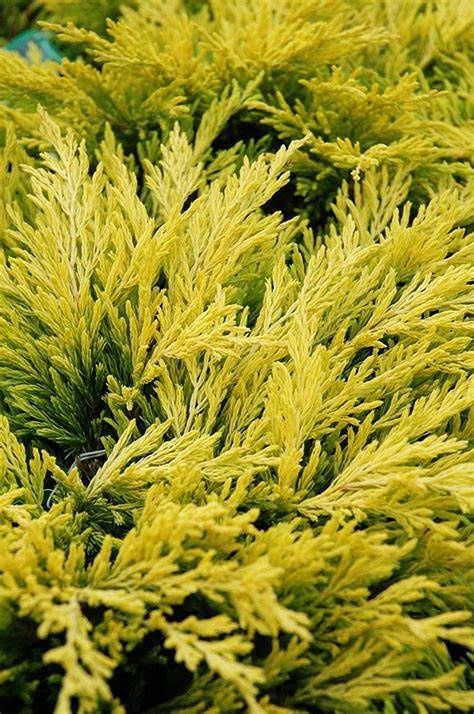 Juniper Creeping "Limeglow"