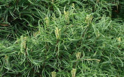 White Dwarf Pine "Wiggles"