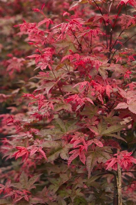 Japanese Maple "Shin Deshojo"