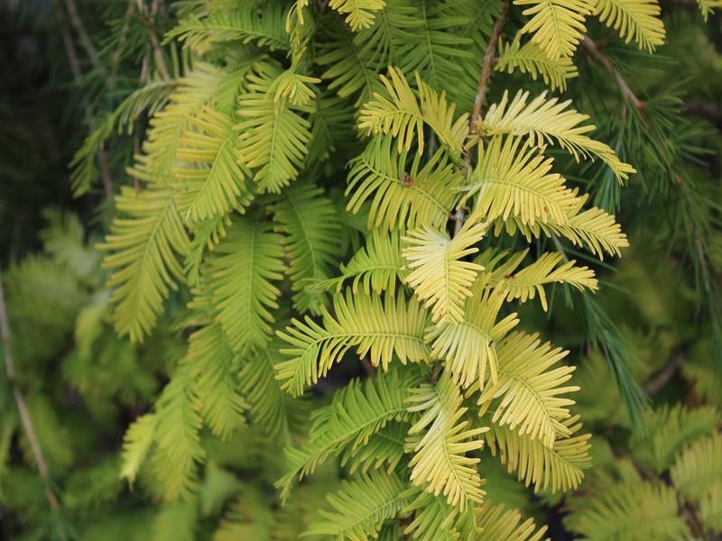 Dawn Redwood "Gold Rush"