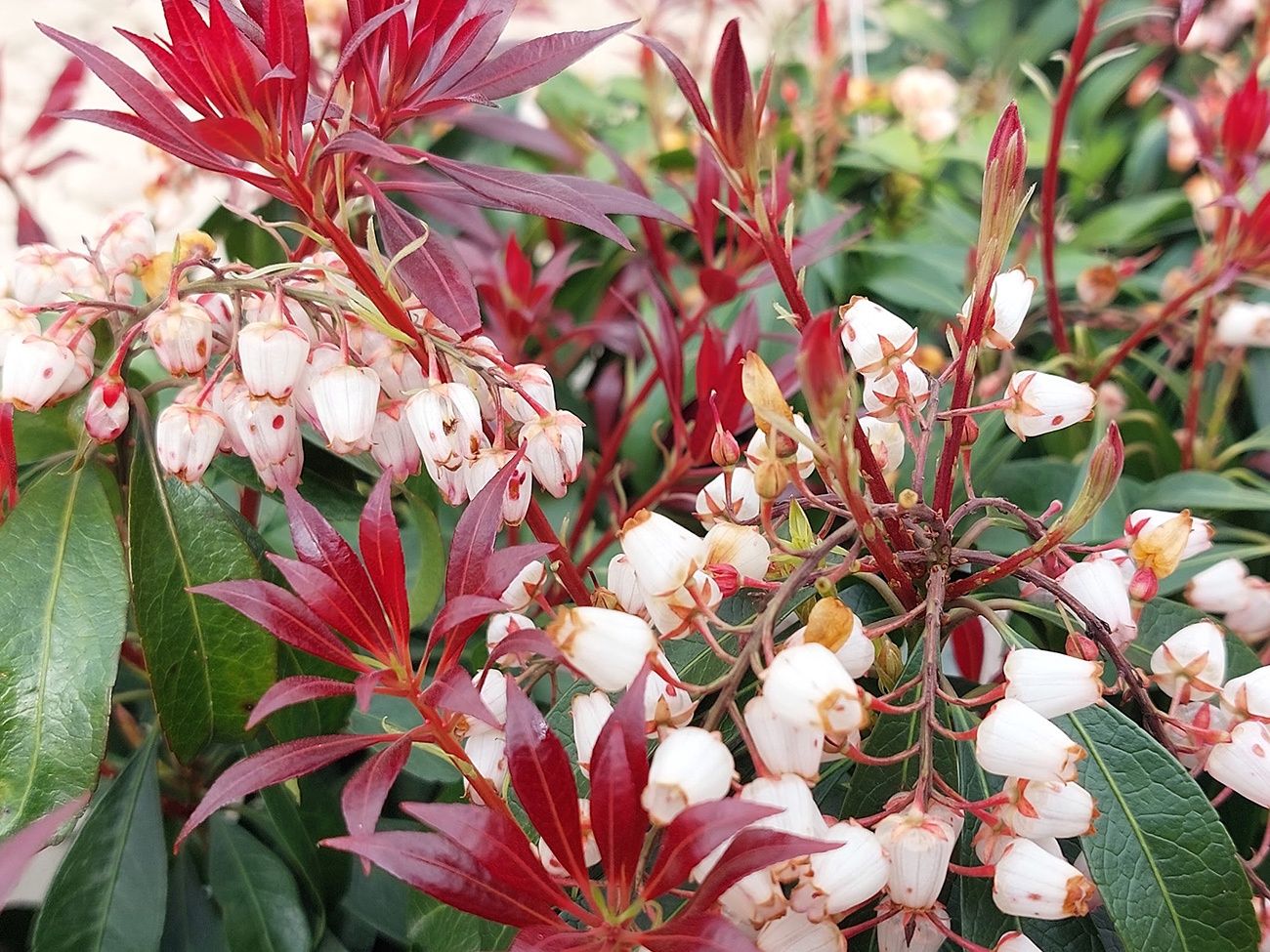Japanese Pieris "Katsura", Size: 3g