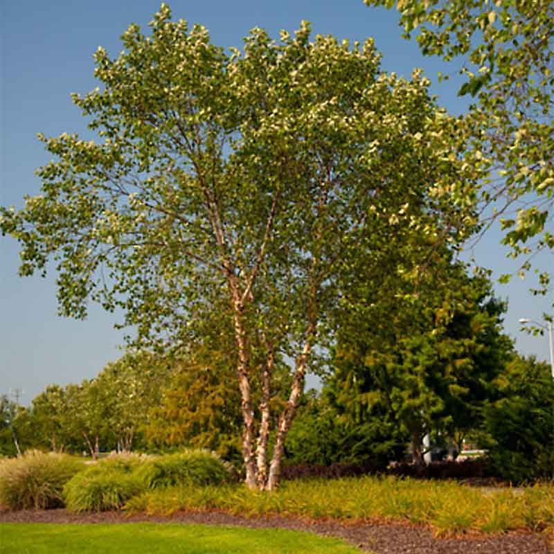 River Birch "Heritage"