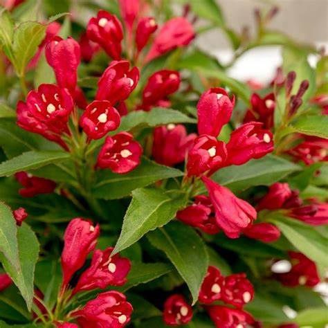 Weigela "Red Tweedie Bird"