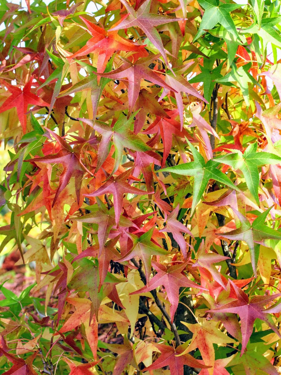 Sweetgum