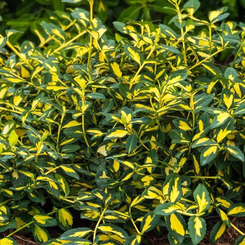 Japanese Euonymus