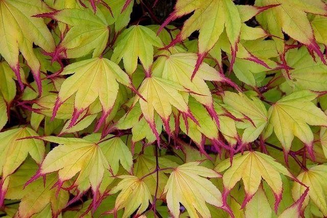 Japanese Maple "Tsuma Gaki"
