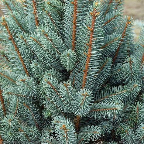 Blue Spruce "Blue Totem", Size: 15g