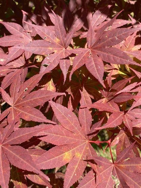Japanese Maple "Oshio Beni"