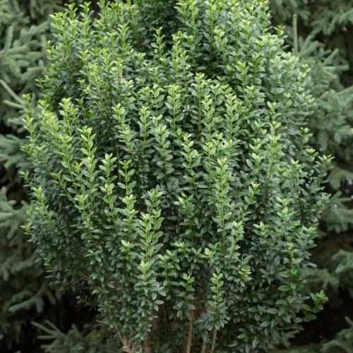 Privet "Straight Talk", Size: 3g