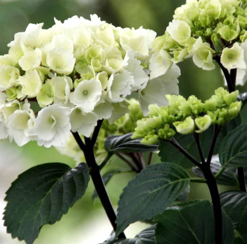 Bigleaf Hydrangea "Zebra"
