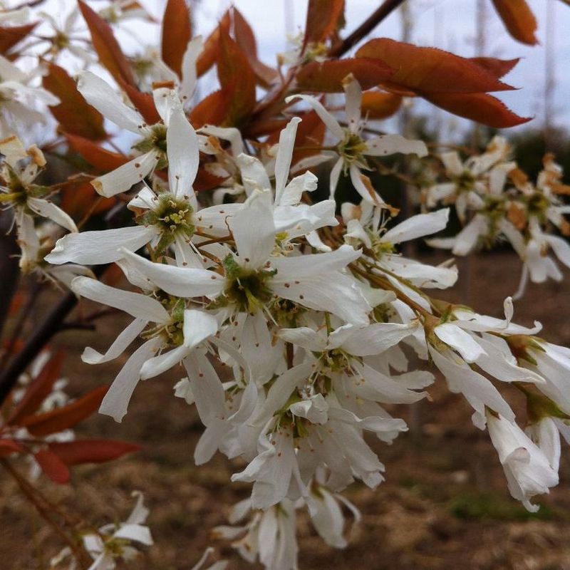 Serviceberry "Spring Flurry"