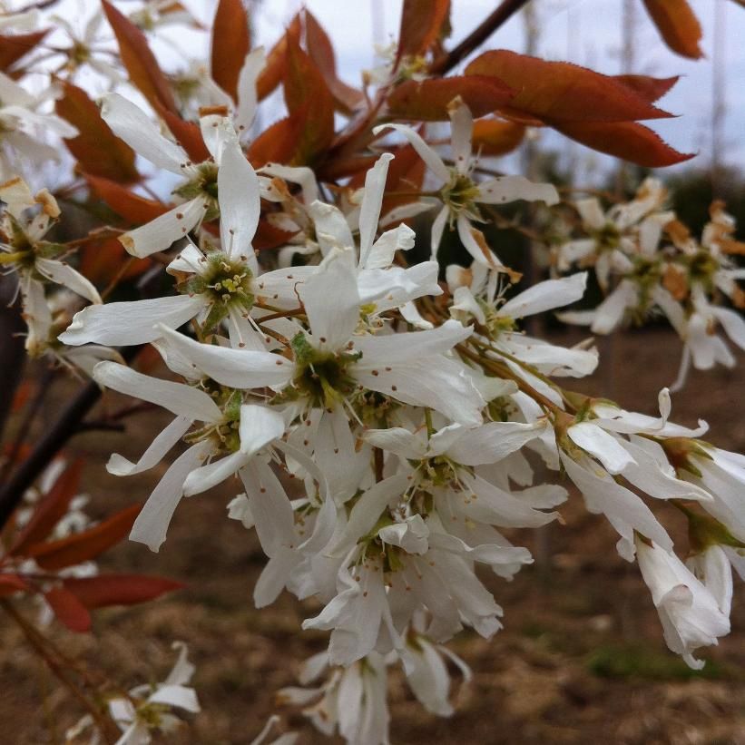 Serviceberry "Spring Flurry", Size: 7g Single-Stem