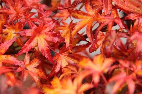 Japanese Maple "Sharp's Pygmy"