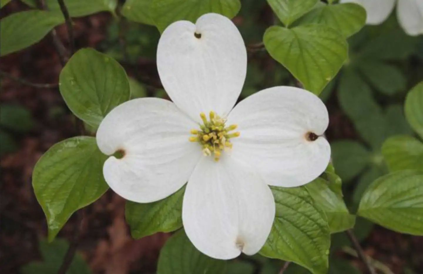 White Flowering Dogwood