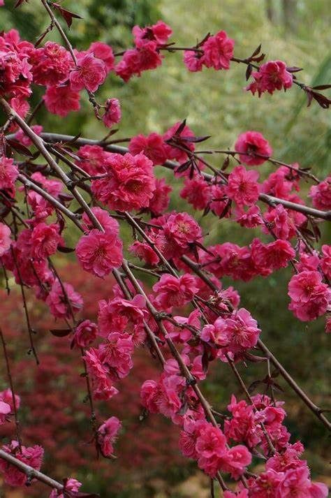 Peach Weeping "Crimson Cascade", Size: 10g