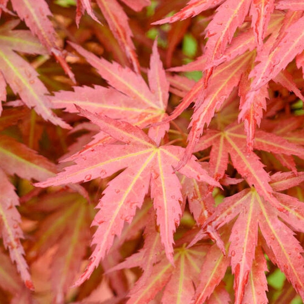 Japanese Maple "Wilson's Pink Dwarf"