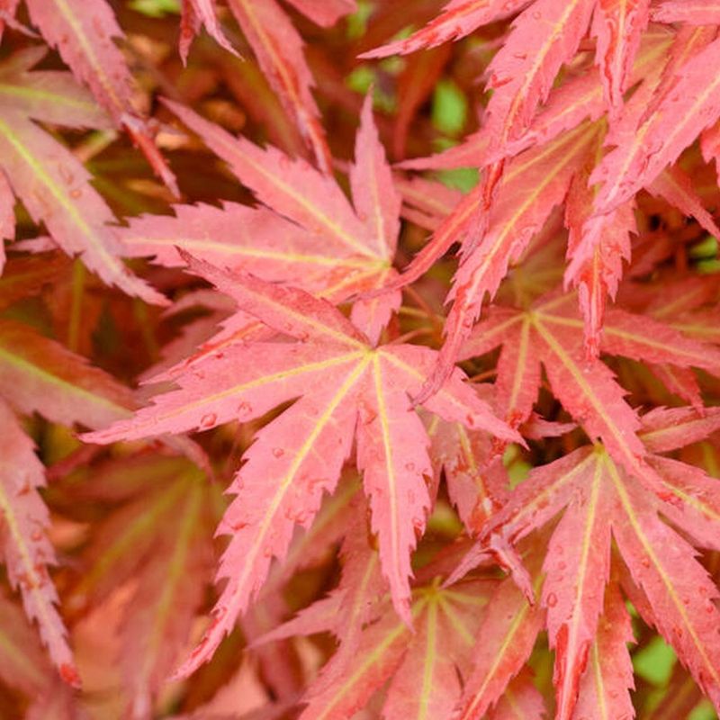 Japanese Maple "Wilson's Pink Dwarf"