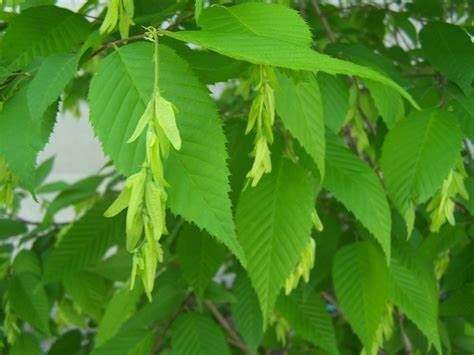 American Hornbeam
