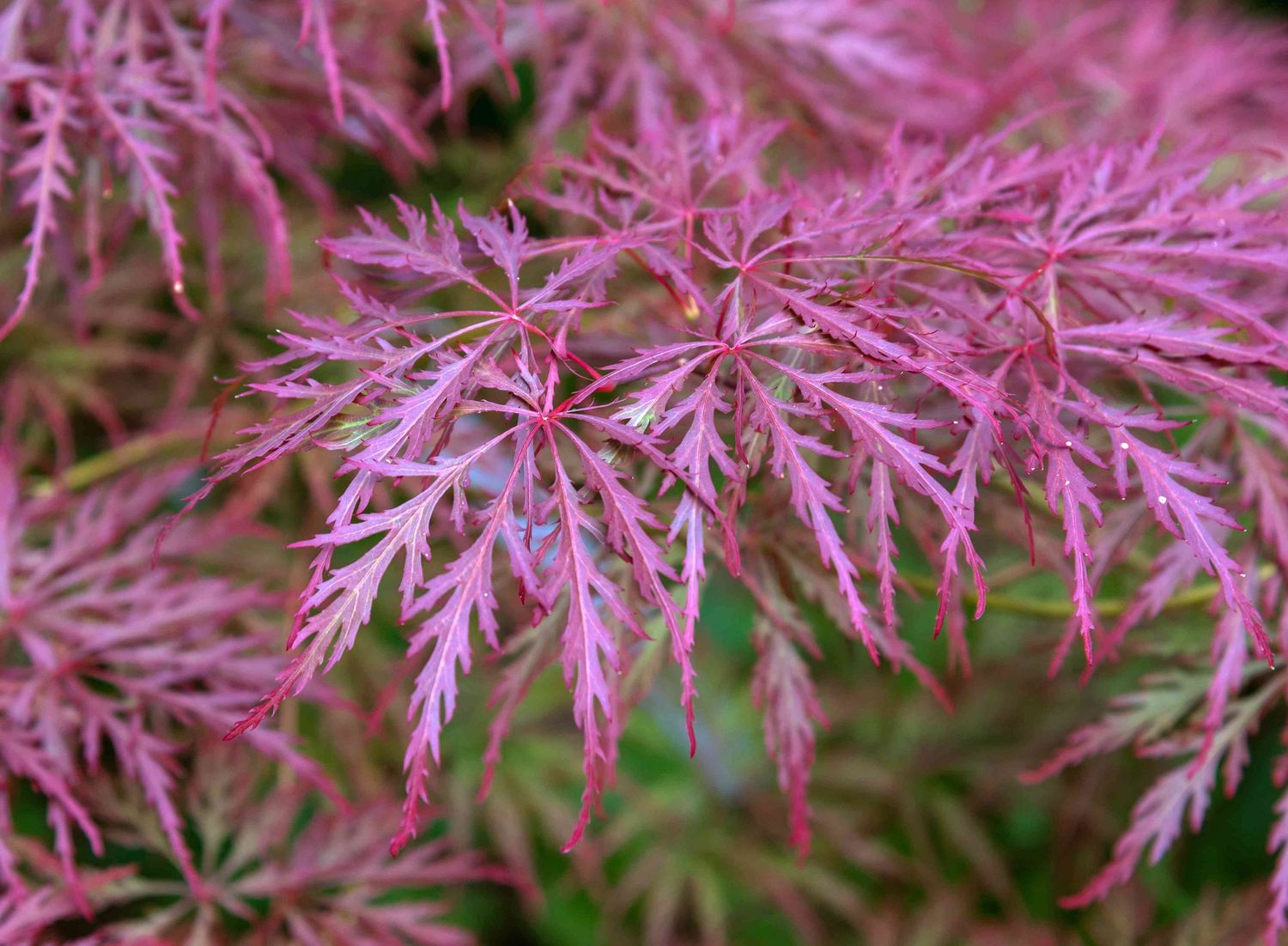 Japanese Maple "Crimson Queen", Size: 3g