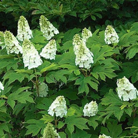 Oakleaf Hydrangea "Snow Queen"
