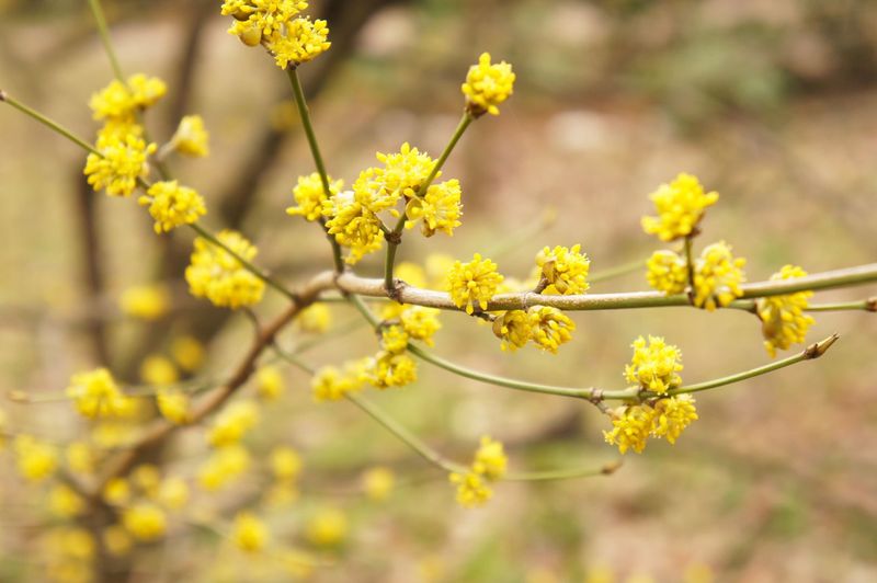 Northern Spicebush