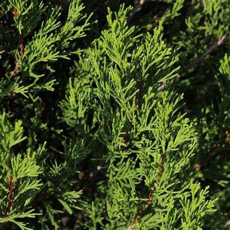 Chinese Juniper "Spartan"