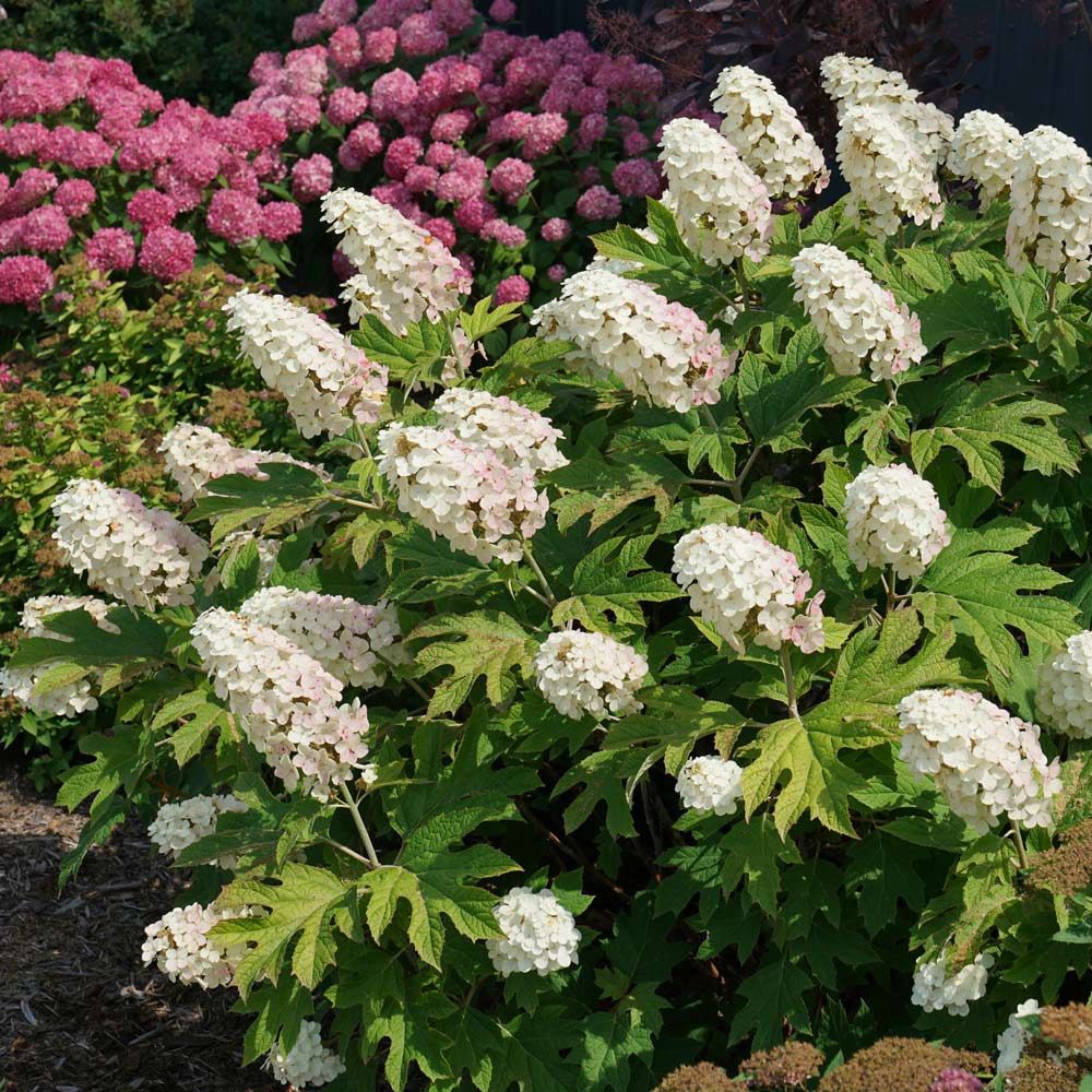 Oakleaf Hydrangea "Gatsby Gal"
