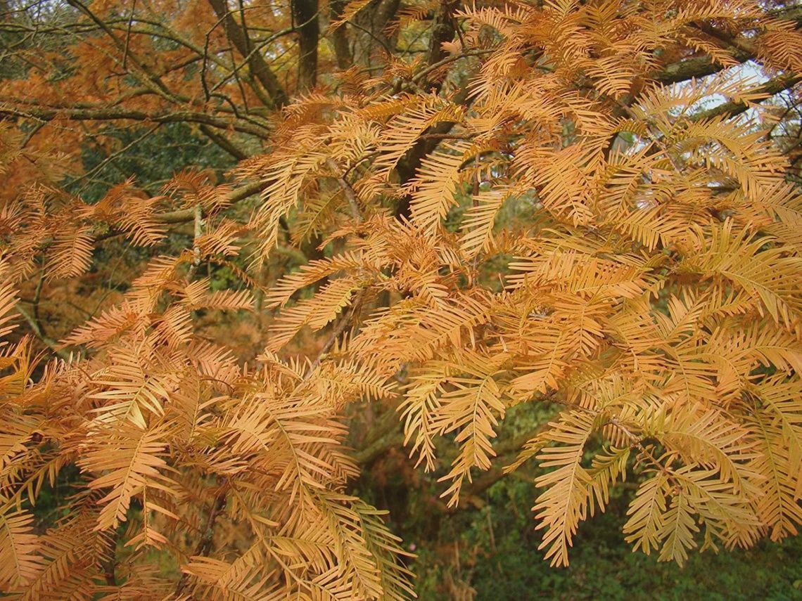 Dawn Redwood, Size: 10g