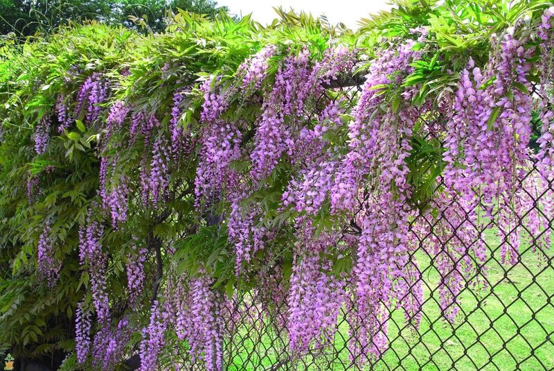 Wisteria Vine "Amethyst Falls"