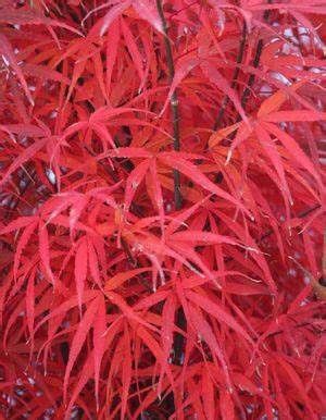 Japanese Maple "Hubb's Red Willow", Size: 10g
