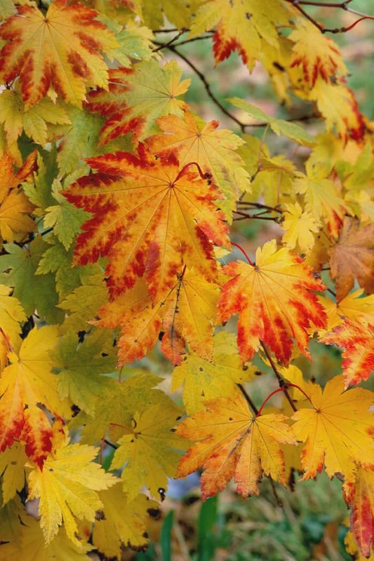 Japanese Maple "Vitifolium"