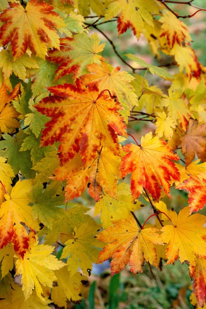 Japanese Maple "Vitifolium"
