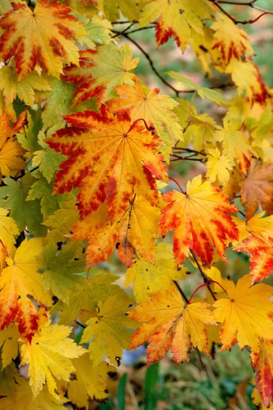 Japanese Maple "Vitifolium"