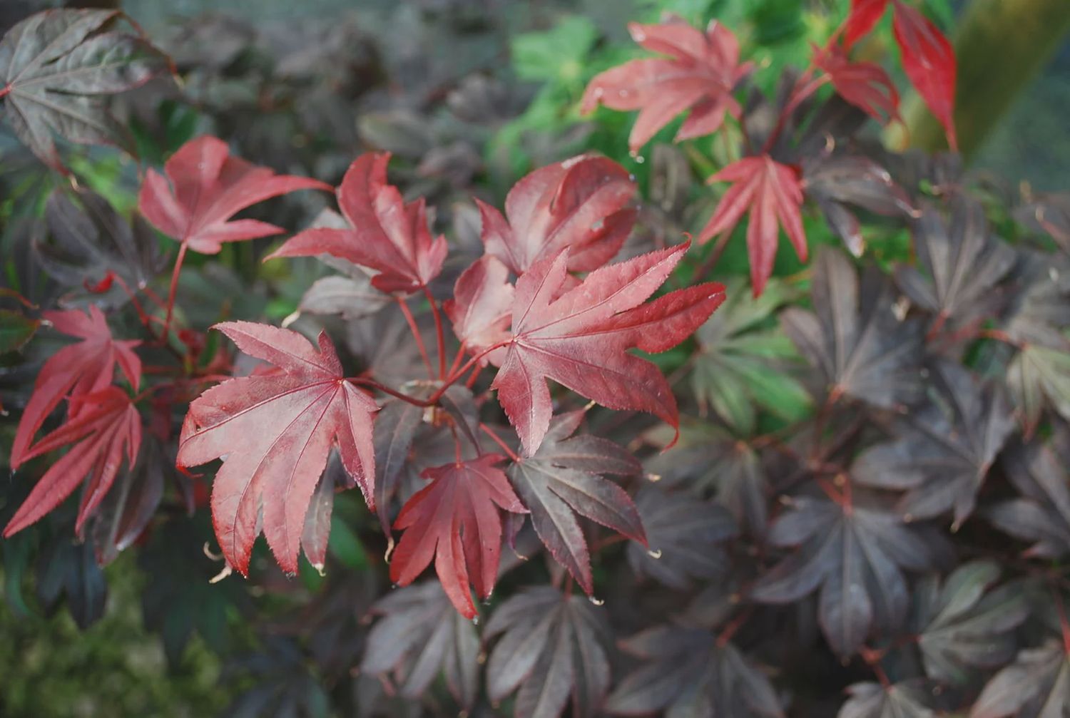 Japanese Maple "Adrian's Compact"