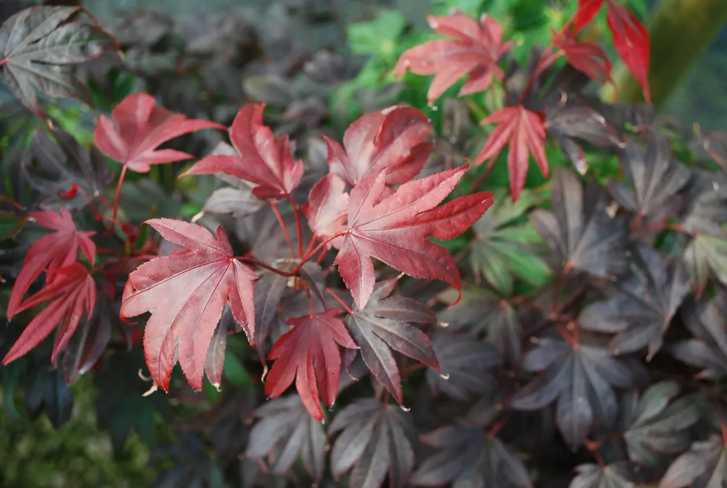 Japanese Maple "Adrian's Compact"