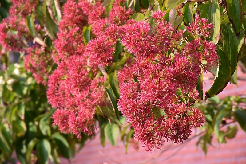 Seven-Son Flower "Tianshan", Size: 10g