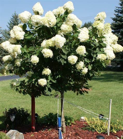 Panicle Hydrangea "Limelight" Patio Tree