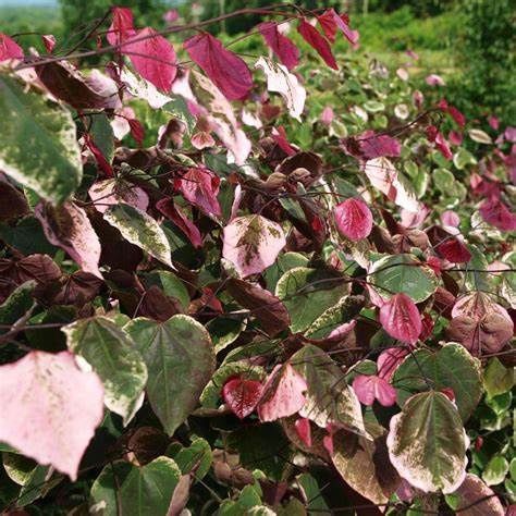 Eastern Redbud "Carolina Sweetheart", Size: 7g MS