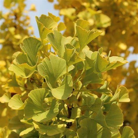 Ginkgo "Mariken"