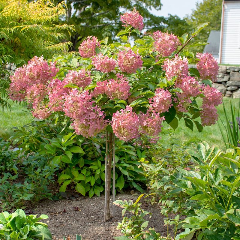 Panicle Hydrangea "Phantom" Patio Tree