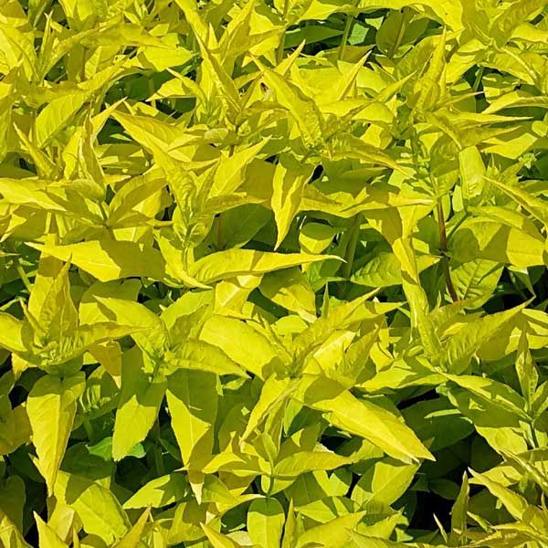 Honeysuckle Shrub "Honeybee"