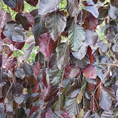 European Beech "Purple Fountain"